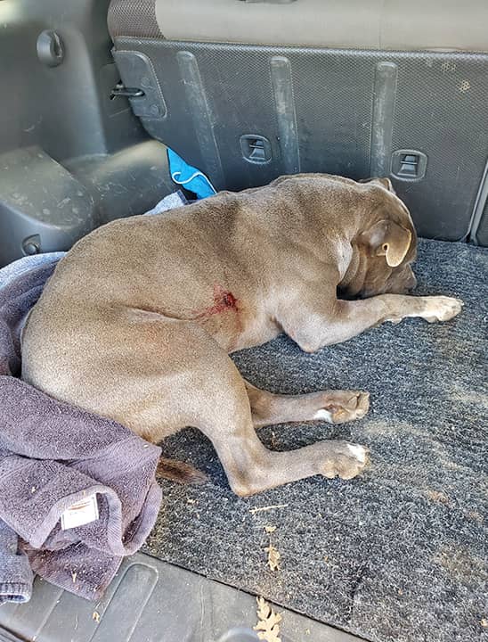 Photo of shot dog in the back of a truck's cab