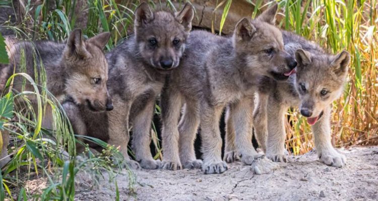 adorable wolf pups