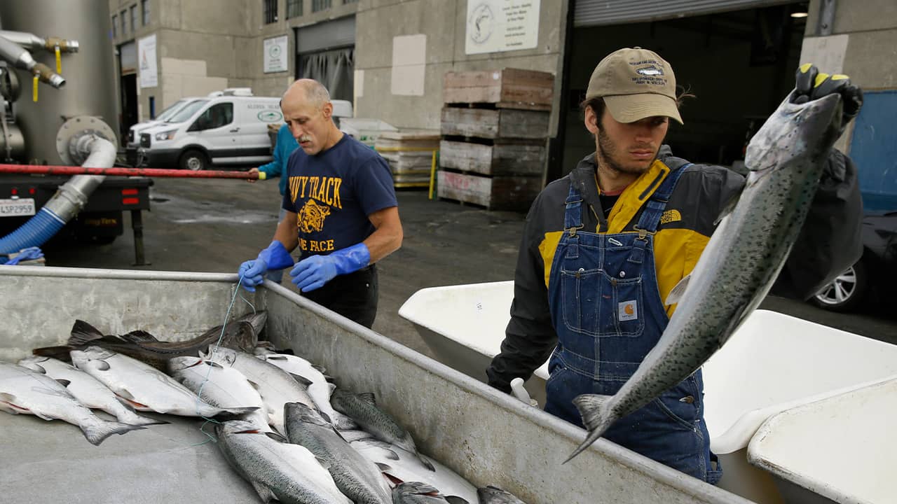 Photo of men looking for chinook salmon