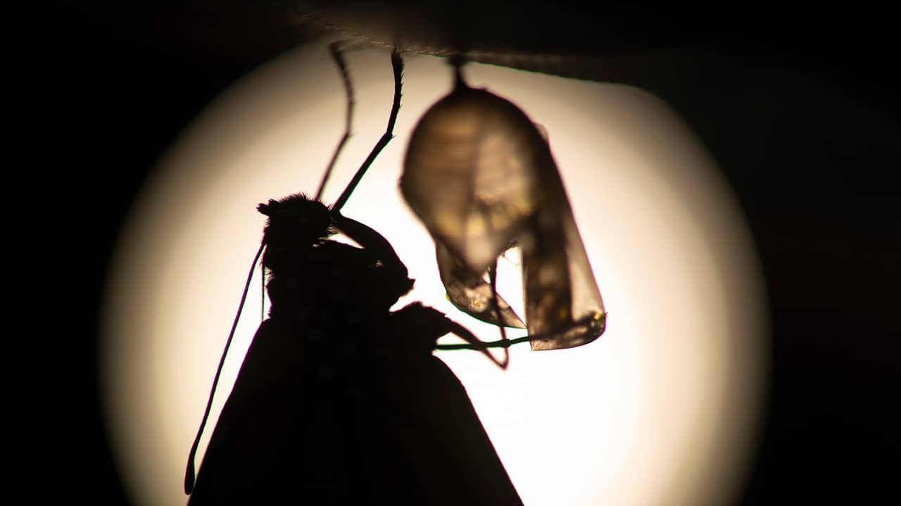 Photo of monarch butterfly silhouette