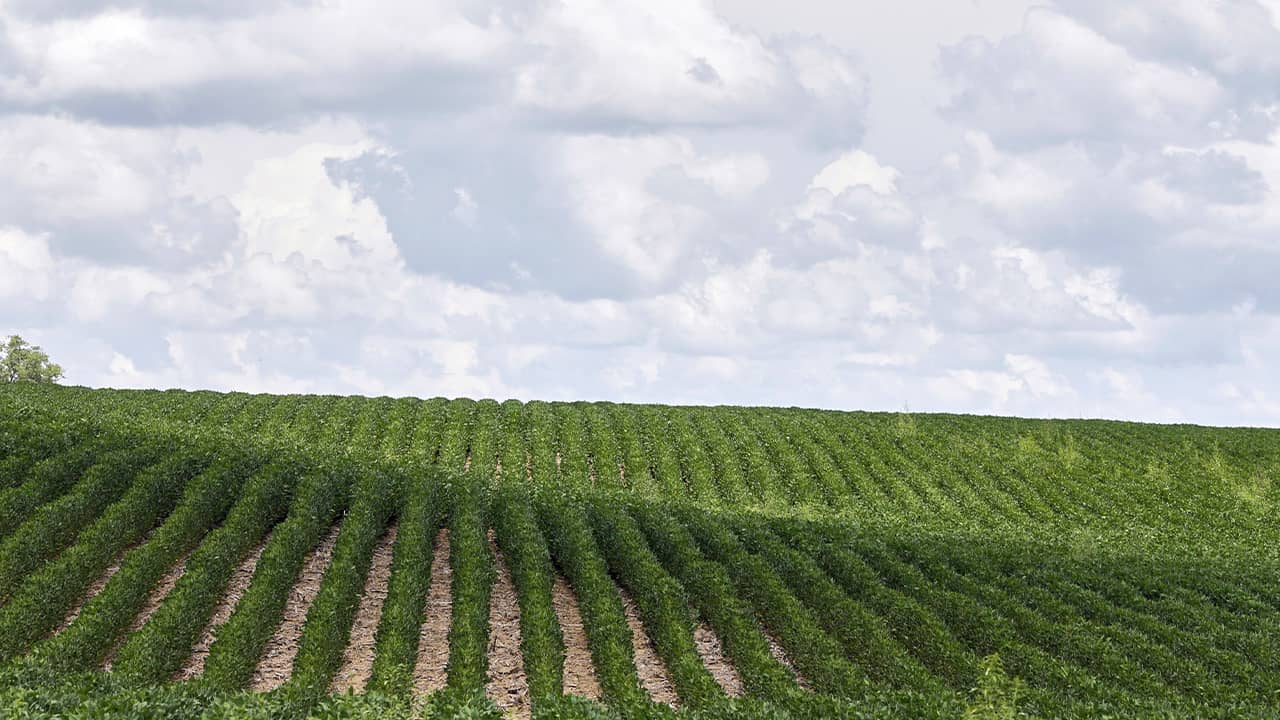 Photo of soybean farm