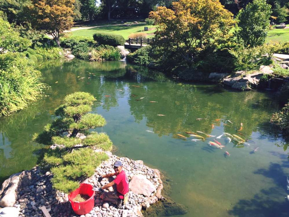 Photo of koi swimming in a pond