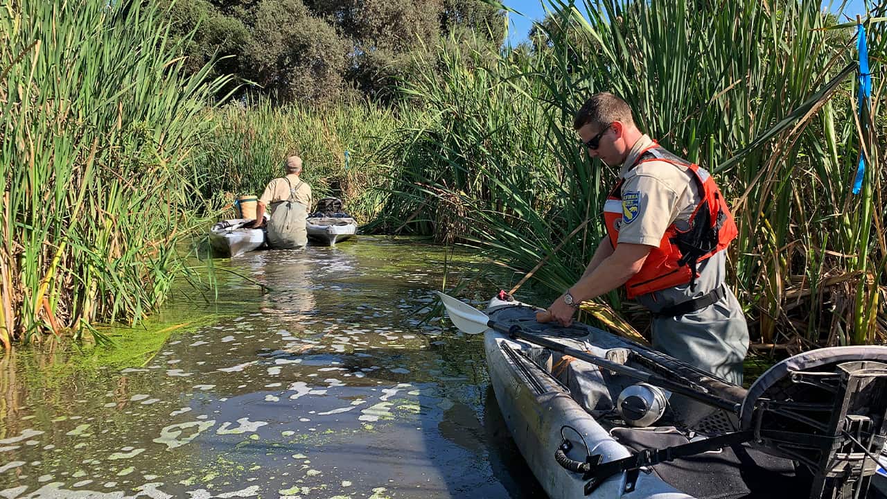 Photo of scientists cutting bait for nutria