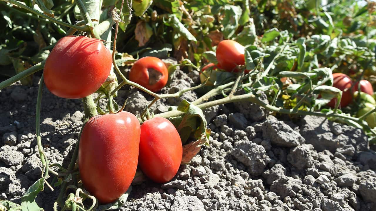 Photo of tomatoes