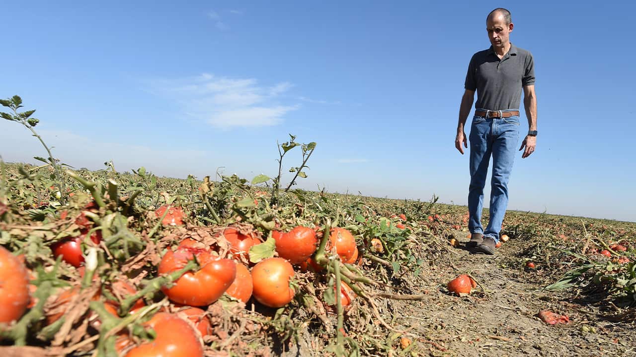 Photo of Cannon Michael walking past tomatoes