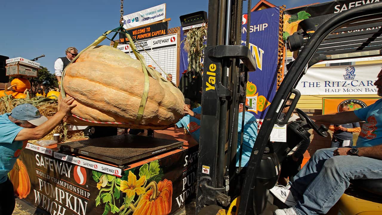 Photo of a massive pumpkin lowered on a scale with a forklift
