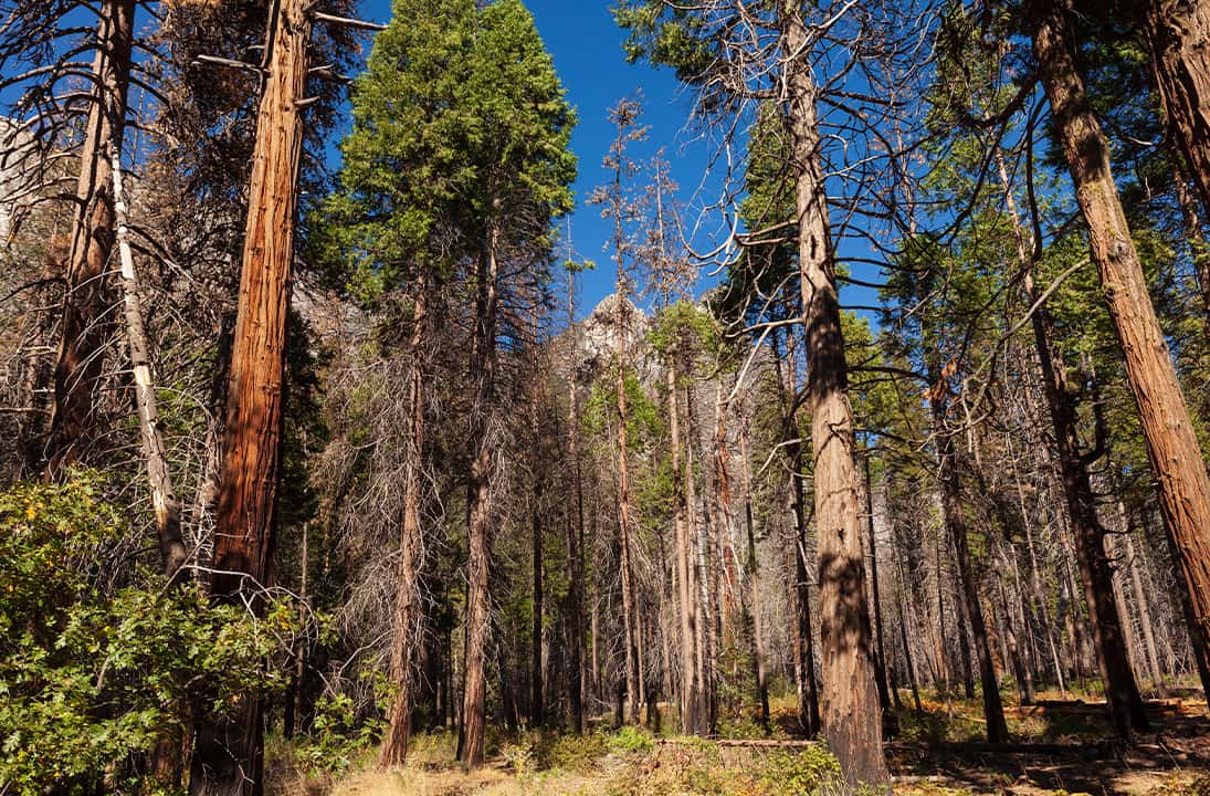 Photo of Tuolumne Grove, Yosemite
