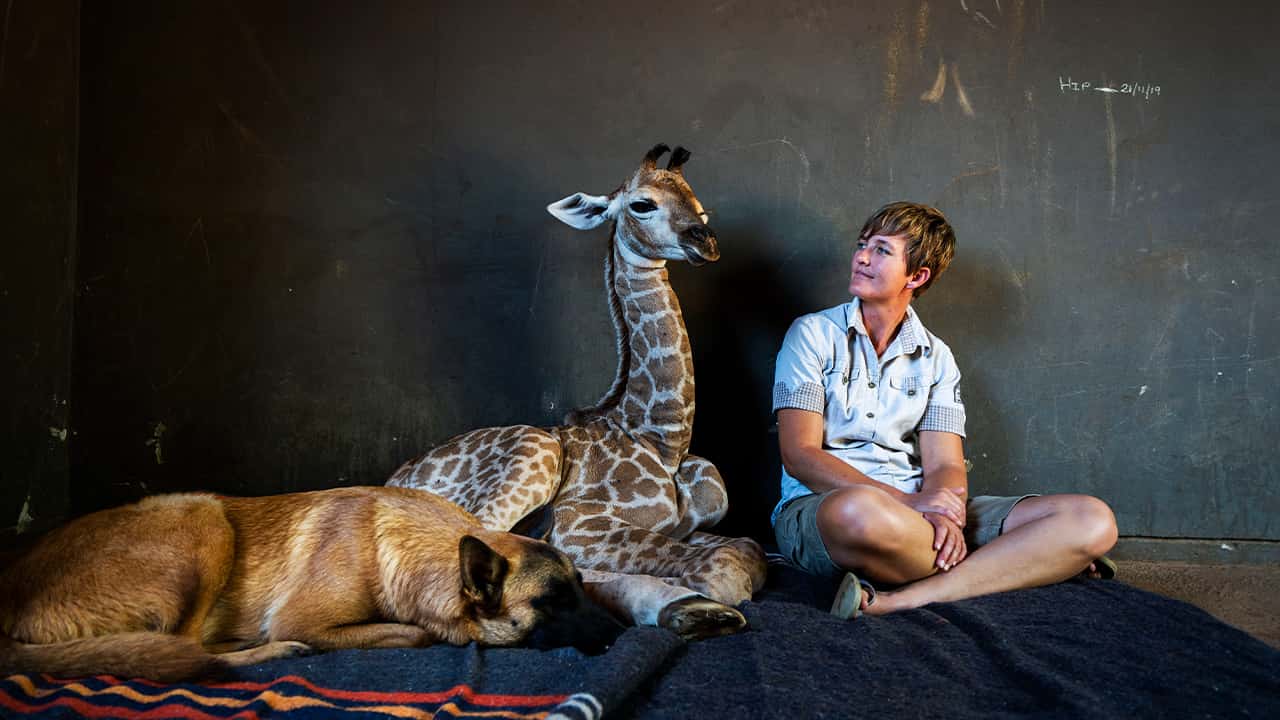 Photo of Photo of Hunter, a young Belgian Malinois and Jazz, a nine-day-old giraffe