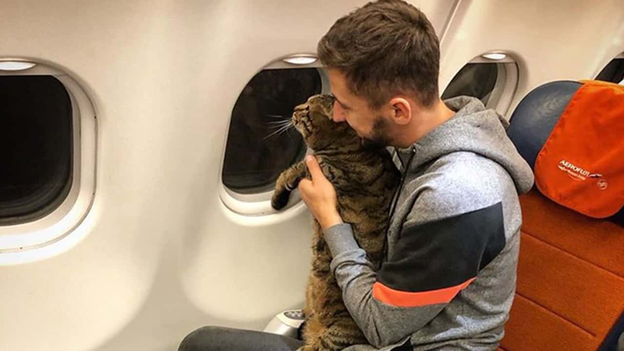 Photo of Mikhail Galin with Viktor the cat on a plane