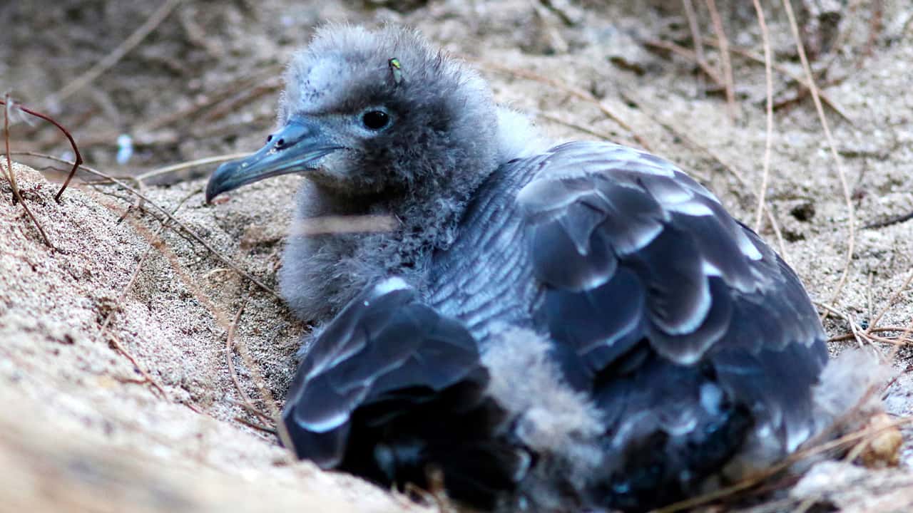 Photo of a seabird