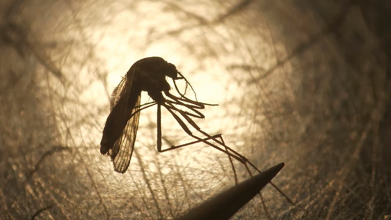 Photo of a mosquito