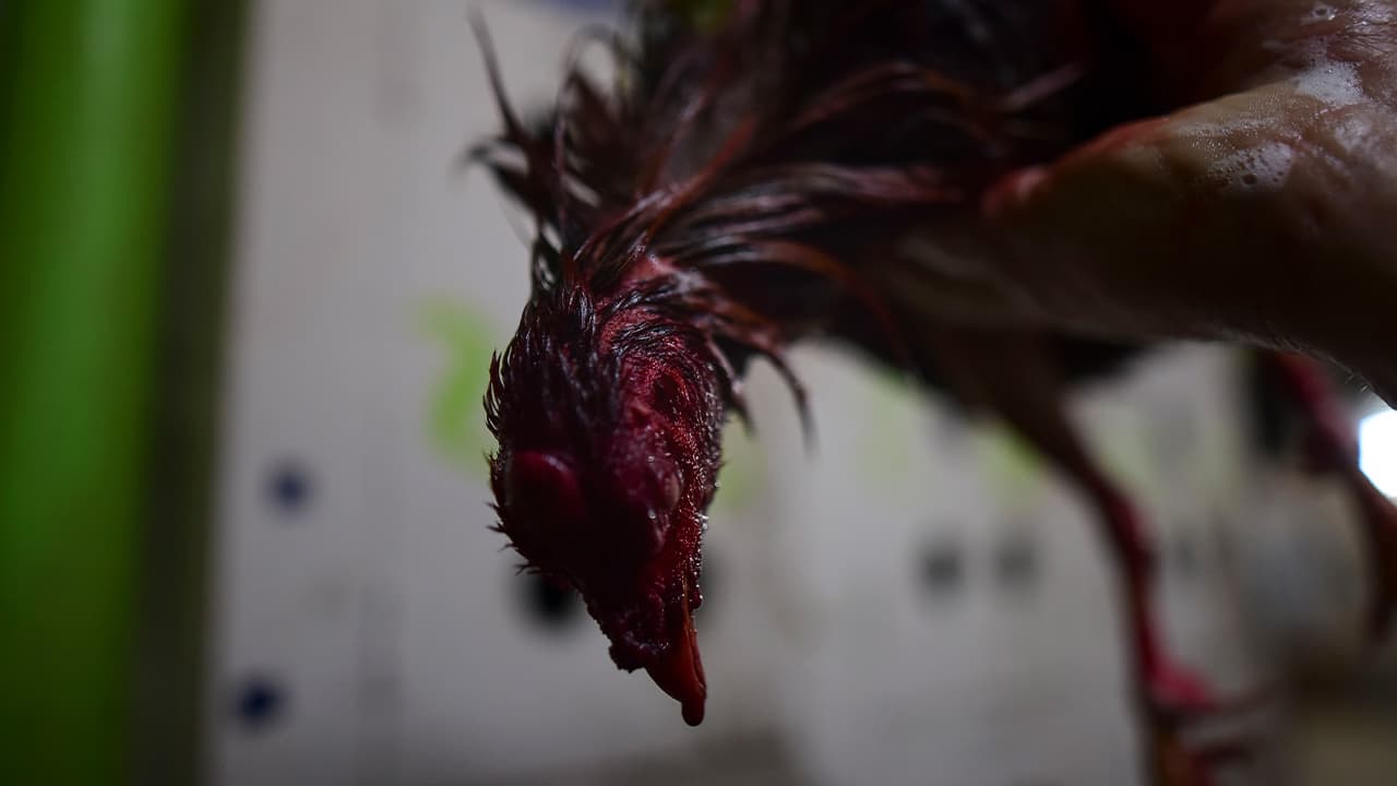 Photo of a dead gamecock