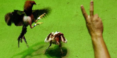 Photo of a cockfight in Puerto Rico