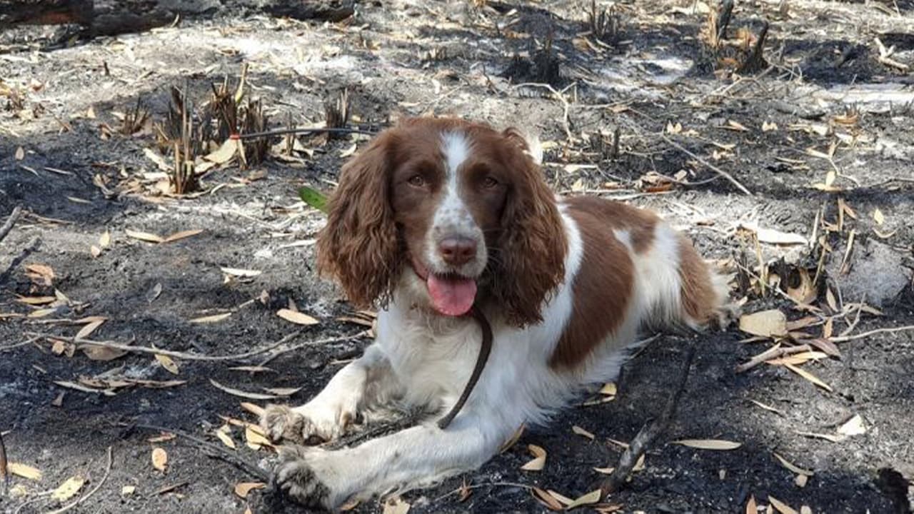 Photo of Taylor, a spring spaniel