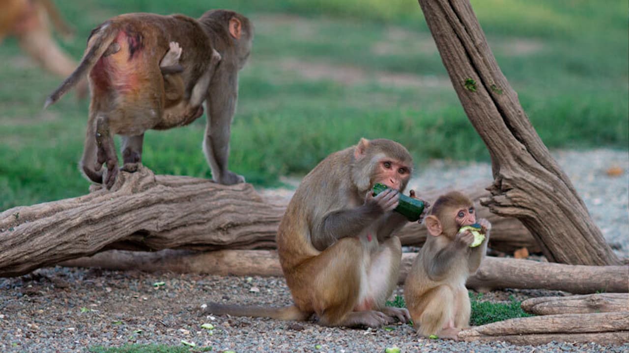Photo of rhesus monkeys in their outdoor enclosure