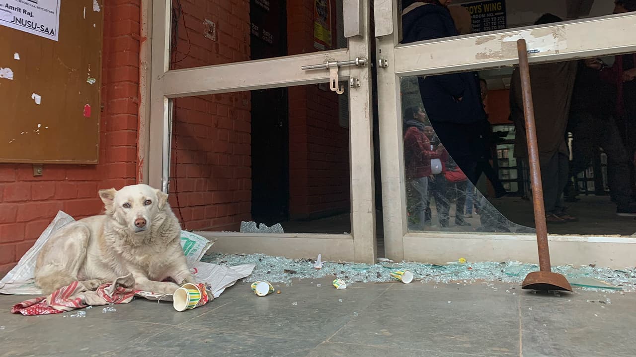 Photo of a dog resting next to shattered glass of a student hostel building