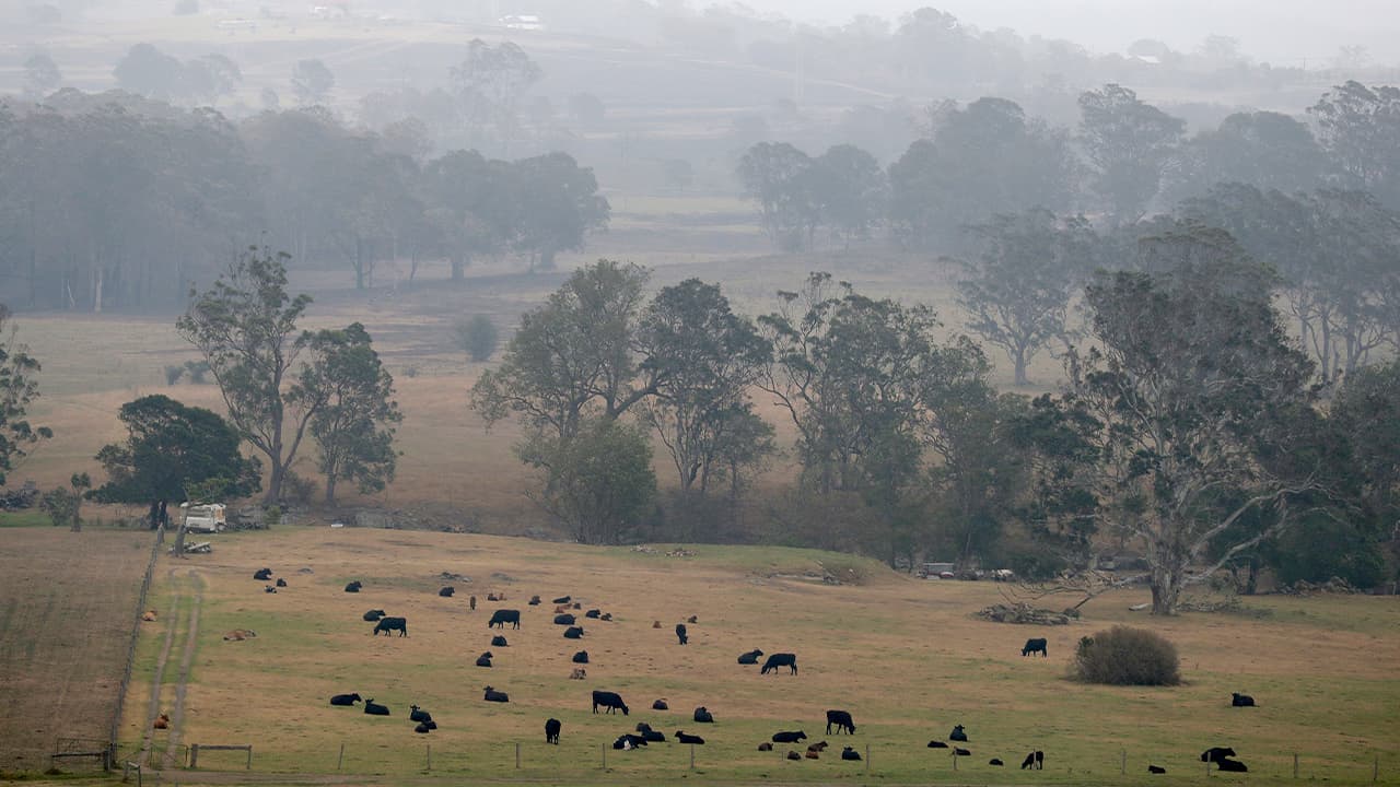 Photo of smoke and rain mix in air as cattle graze below burnt grass fields near Milton, Australia