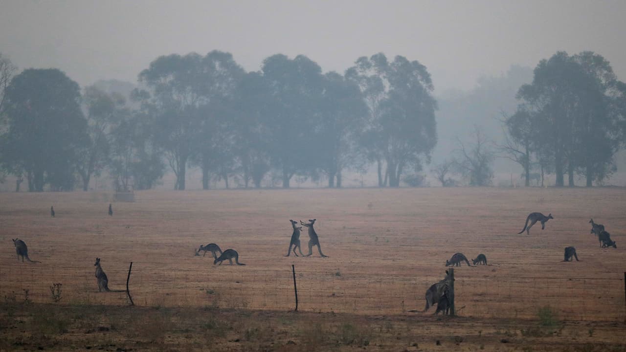 Photo of kangaroos surrounded by wildfire smoke