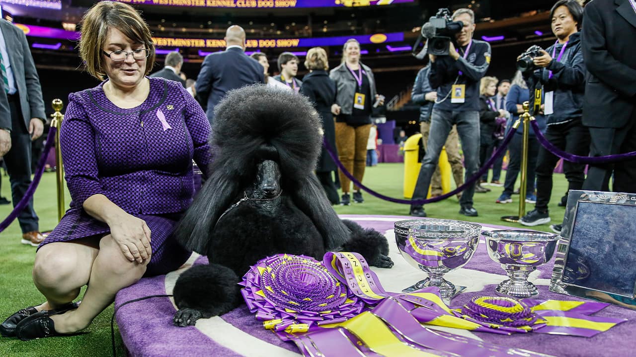 Photo of Siba, the poodle