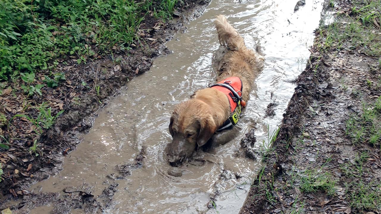 Photo of golden retriever, Cooper