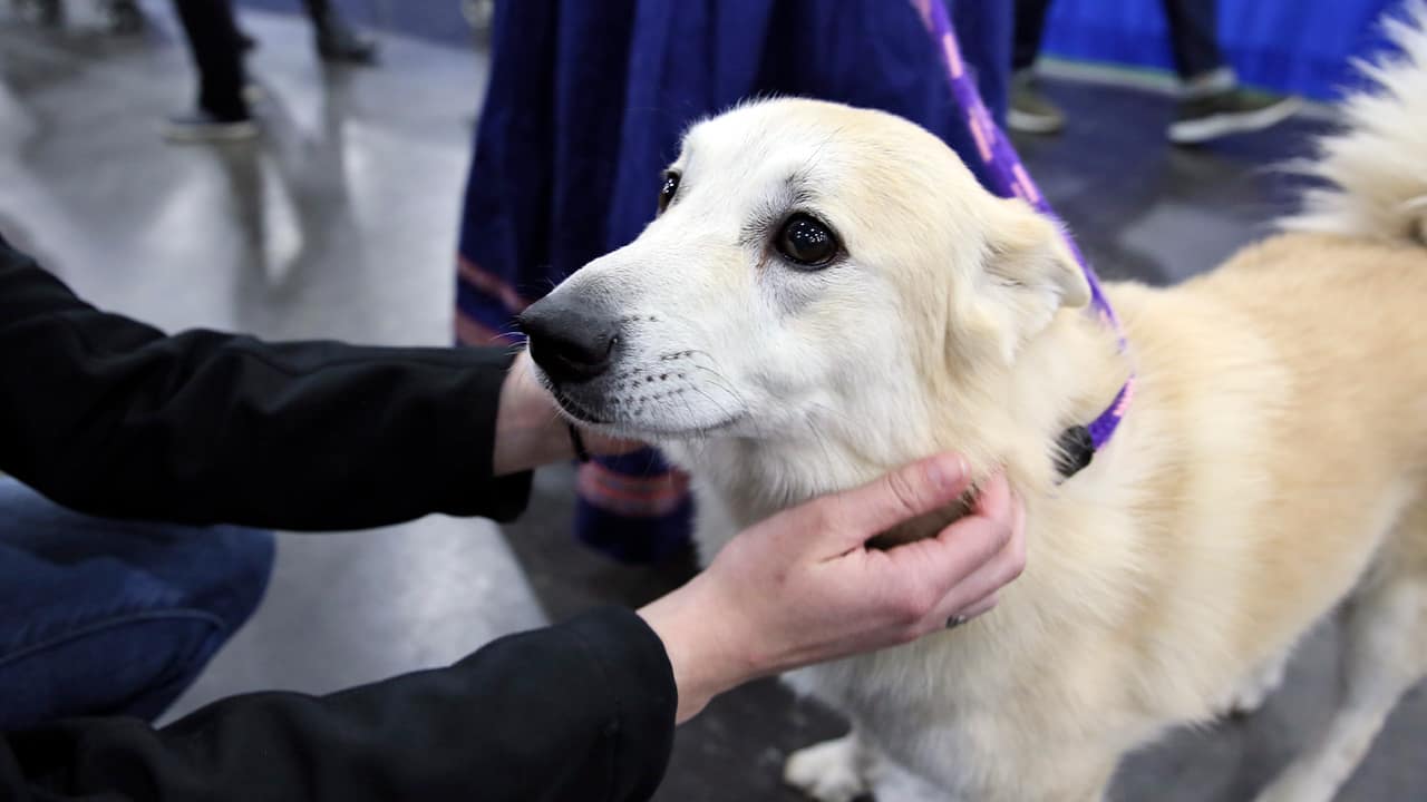 Photo of Ghost, a Norwegian buhund