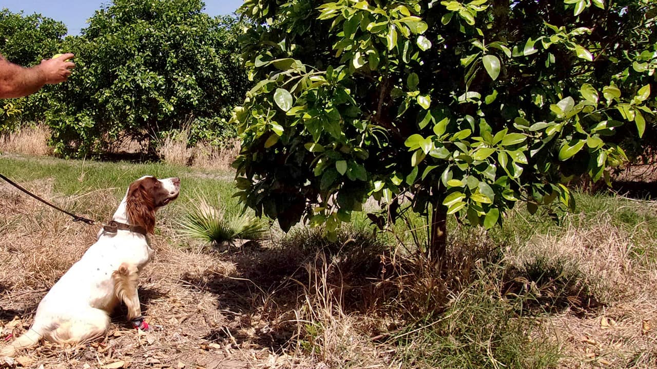 Photo of detector canine "Bello"
