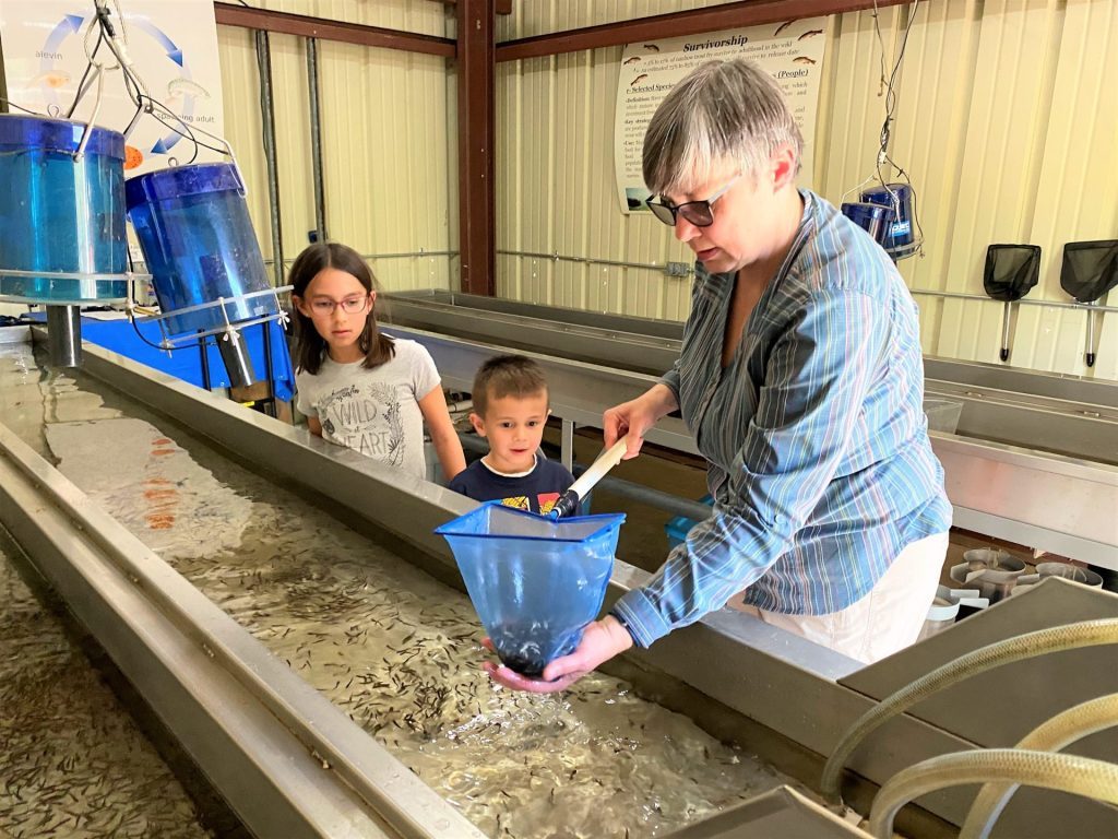 Photo of trout fry being scooped from an incubator filled with Kings River water