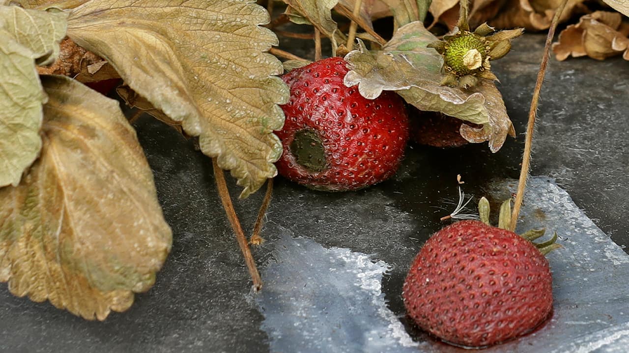 Photo of rotting strawberries
