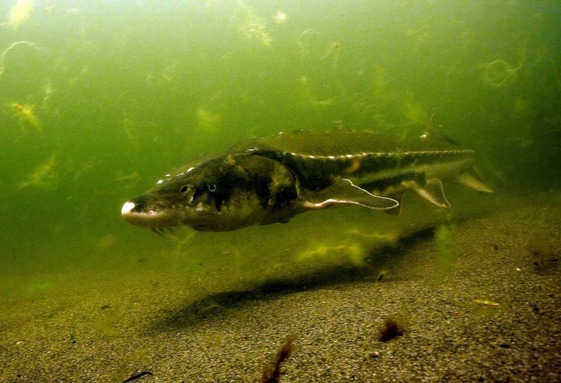 Underwater photo of a Klamath River green sturgeon