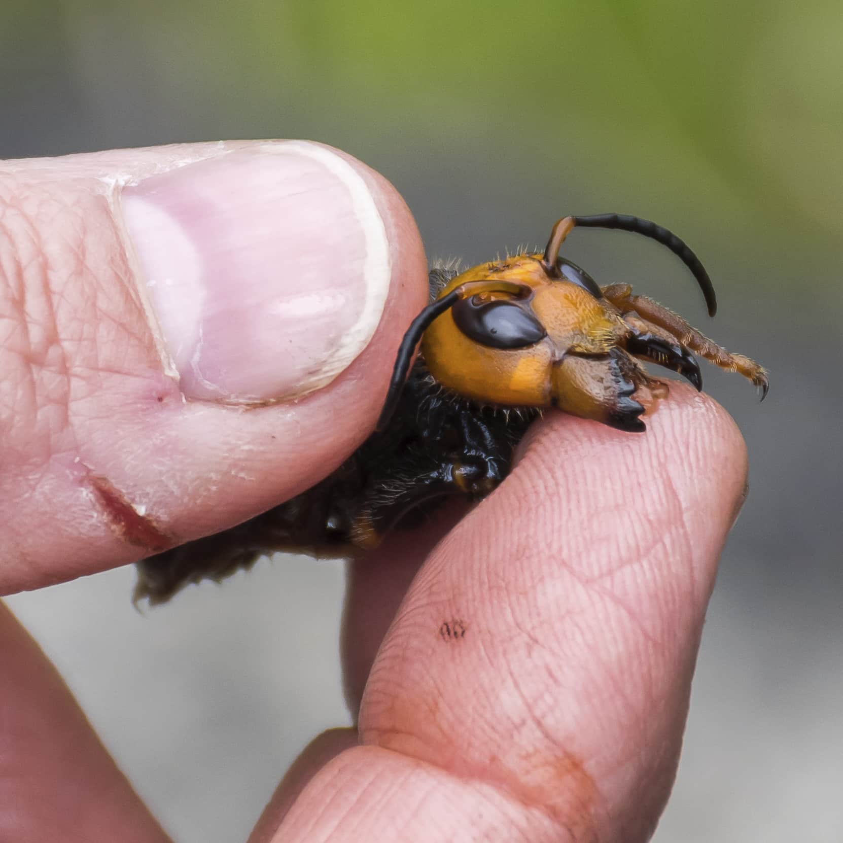 Photo of a murder hornet