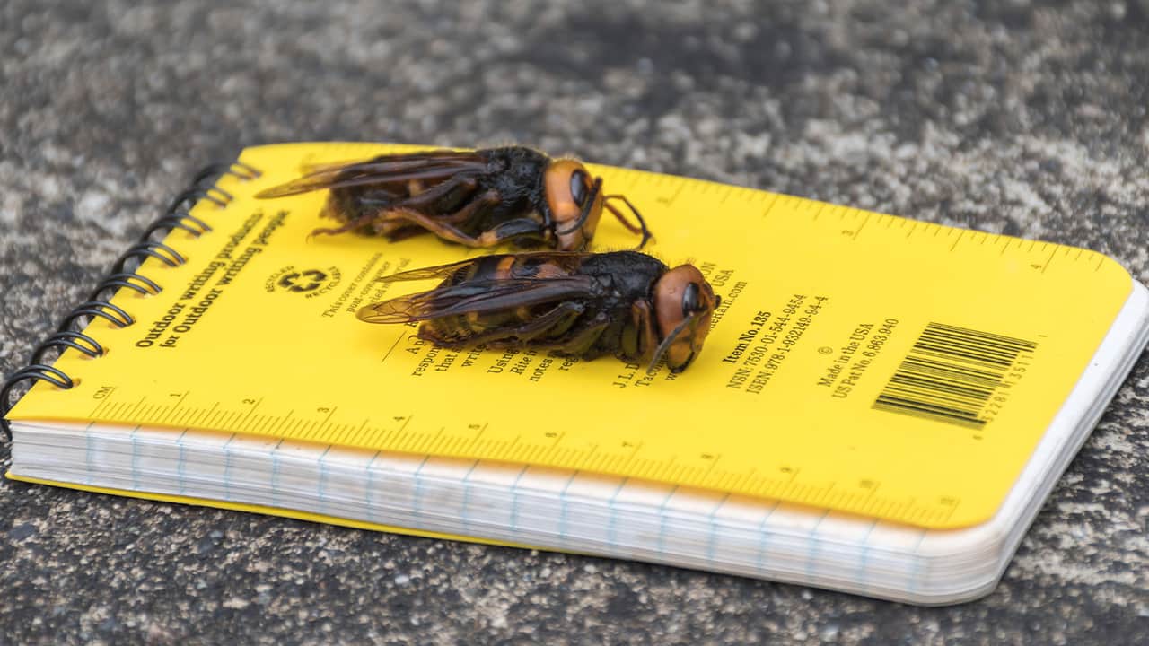 Photo of murder hornets