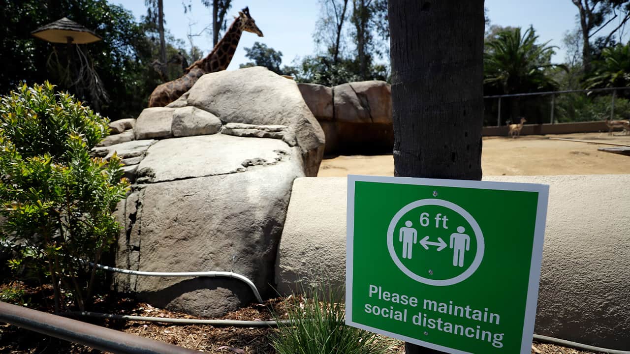 Photo of giraffes at the zoo