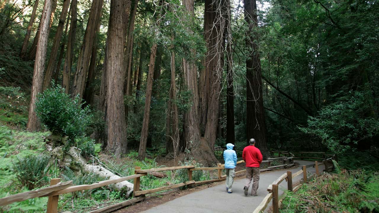 Photo of a couple walking s beneath giant redwoods at the Muir Woods National Monument in Marin County, California