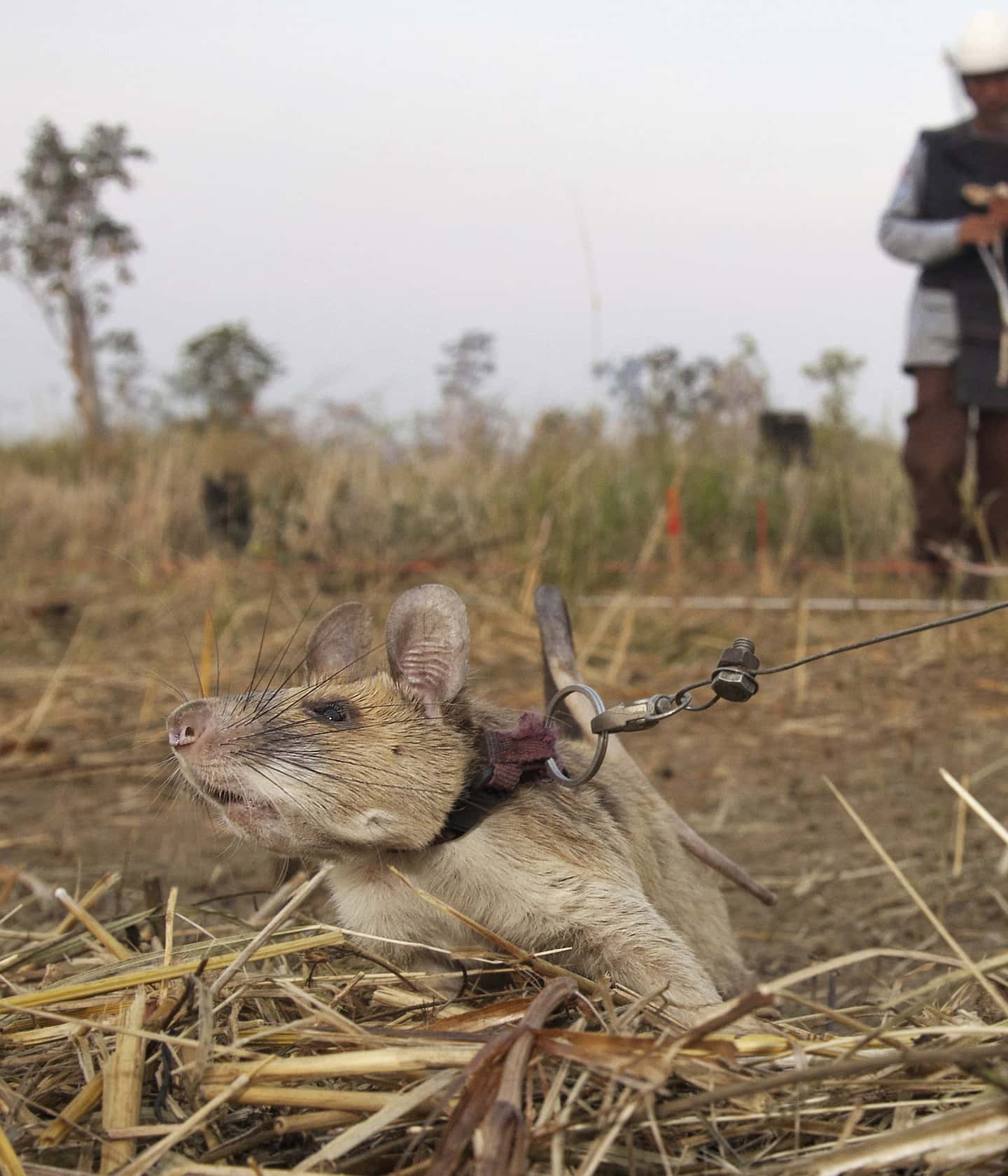 Photo of Cambodian landmine detection rat, Magawa