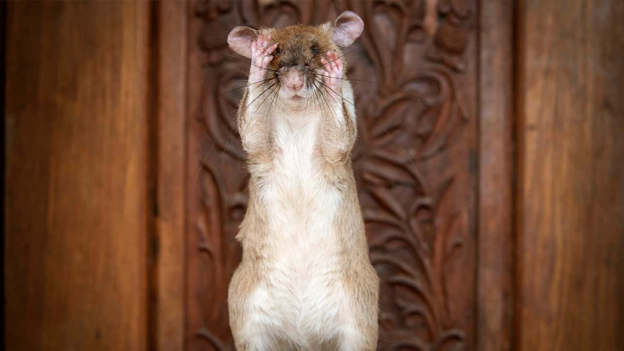 Photo of Cambodian landmine detection rat, Magawa