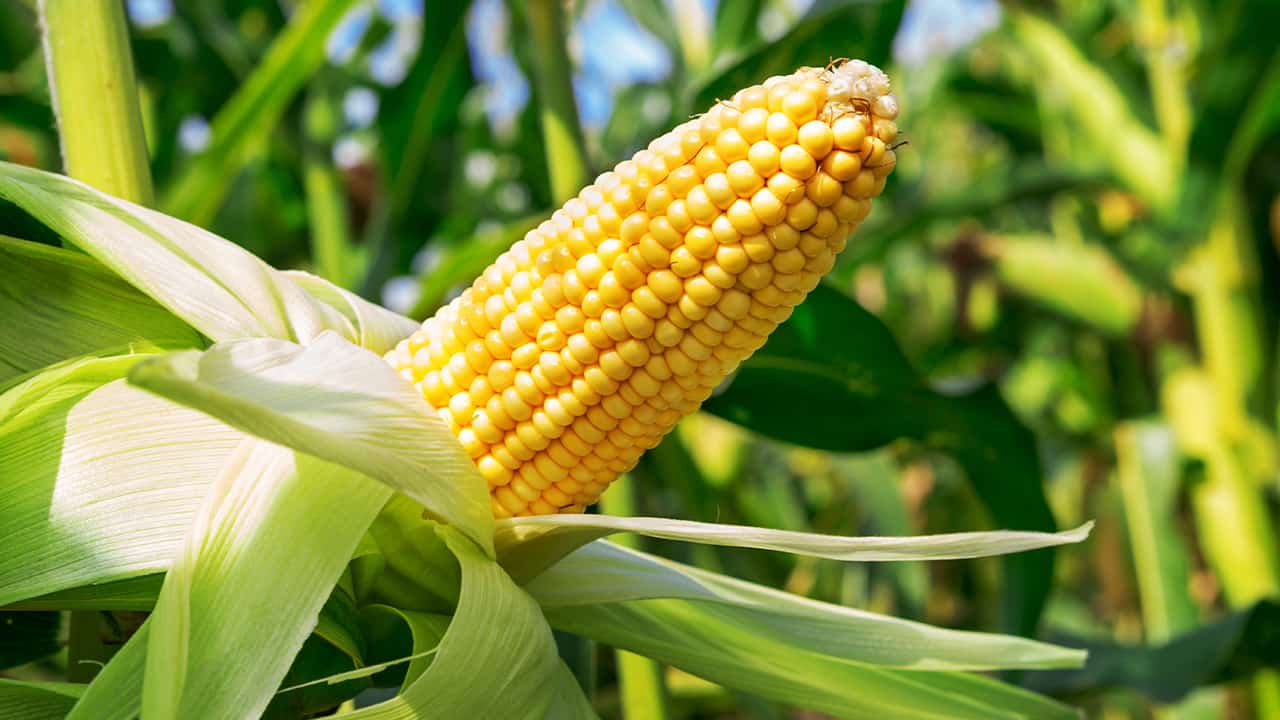 Photo of an ear of corn in a field