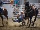 Action picture of a steer wrestler at the Clovis Rodeoe